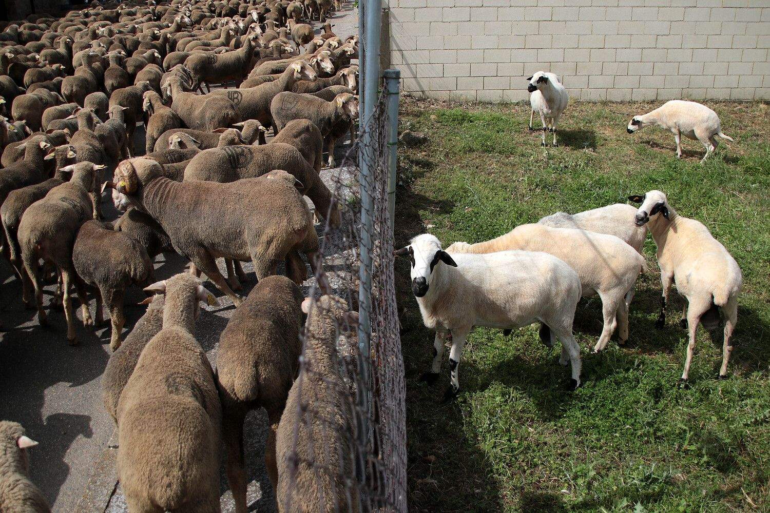 Un rebaño de 2.500 ovejas atraviesa León buscando pastizales al norte de la provincia | Peio García / ICAL