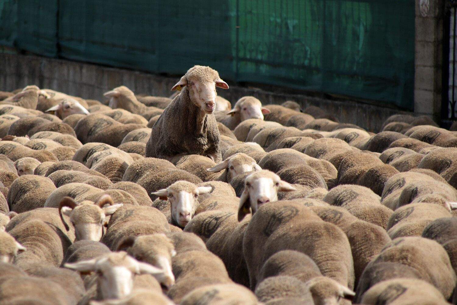 Un rebaño de 2.500 ovejas atraviesa León buscando pastizales al norte de la provincia | Peio García / ICAL