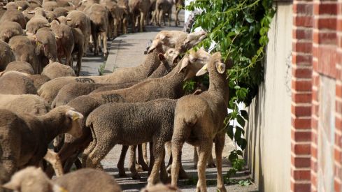 Un rebaño de 1.500 ovejas cruzará León y obligará a cortar el tráfico este viernes | Peio García / ICAL