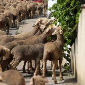 Un rebaño de 1.500 ovejas cruzará León y obligará a cortar el tráfico este viernes | Peio García / ICAL