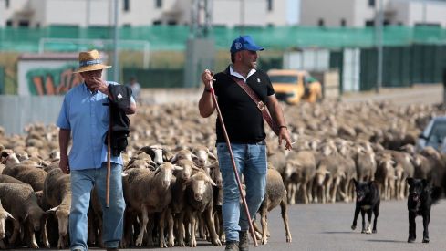 Un rebaño de 2.500 ovejas atraviesa León buscando pastizales al norte de la provincia | Peio García / ICAL