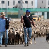 Un rebaño de 2.500 ovejas atraviesa León buscando pastizales al norte de la provincia | Peio García / ICAL