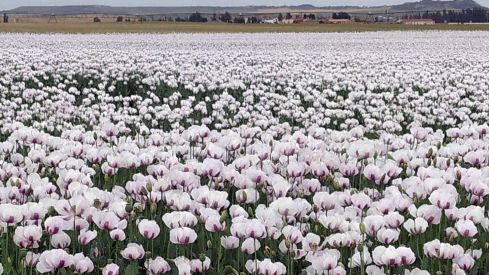 La adormidera se consolida como alternativa rentable a la remolacha en la provincia de León | Rubén Cacho / ICAL