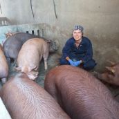 La Agencia Europea de Medicamentos avala la primera vacuna del mundo frente a la disentería porcina desarrollada por Aquilón