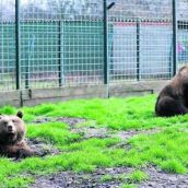 UPL pide al Ayuntamiento de León que el realojo de Ponderoso y Luna, los osos del Coto Escolar, sea en el municipio de Riaño| PACMA 