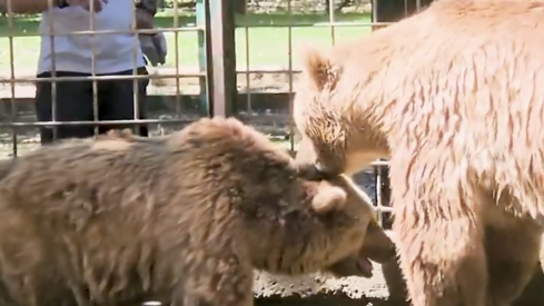 Luna y Ponderoso dicen adios al Coto Escolar tras tres década en las instalaciones | PACMA