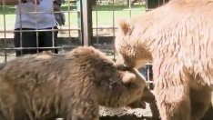 Luna y Ponderoso dicen adios al Coto Escolar tras tres década en las instalaciones | PACMA