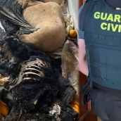 Investigan a un hombre que guardaba dos cadáveres de perro en su piso de Navatejera