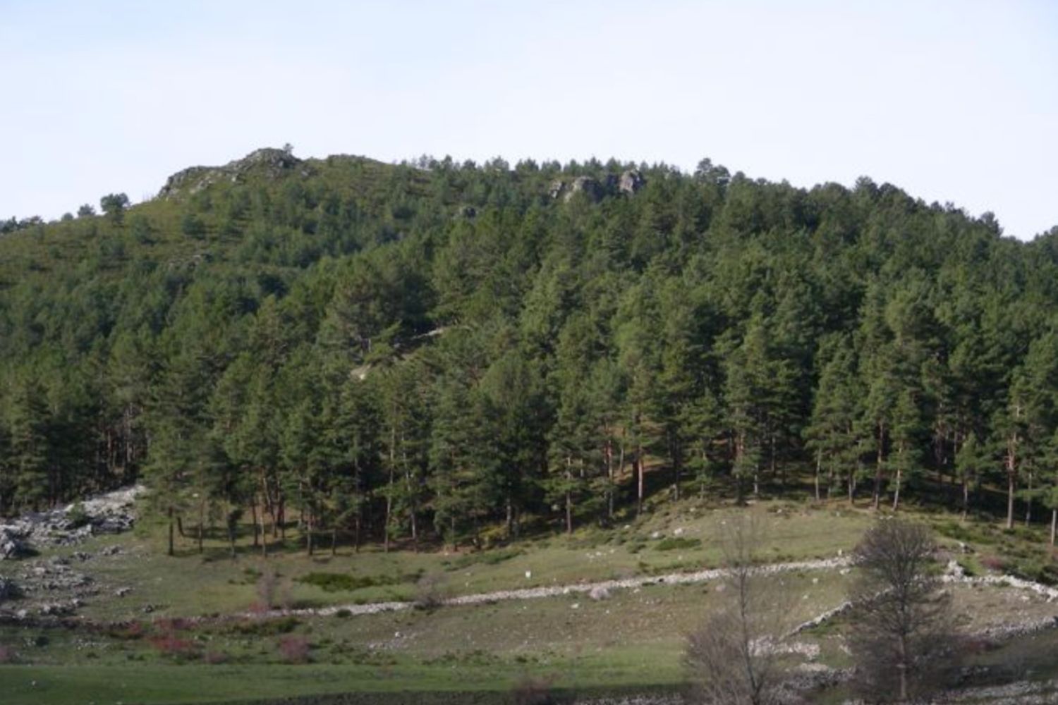 El pinar de Piedrafita de Babia 