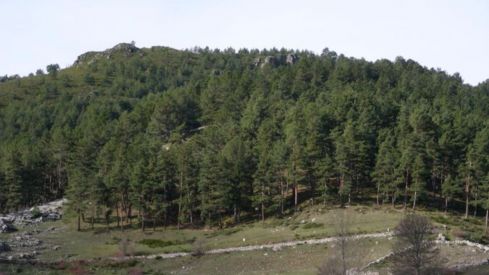 ‘Los Juegos del Hambre’ se rodarán en la montaña leonesa: El pinar de Piedrafita de Babia será escenario de la nueva película