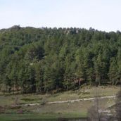 ‘Los Juegos del Hambre’ se rodarán en la montaña leonesa: El pinar de Piedrafita de Babia será escenario de la nueva película