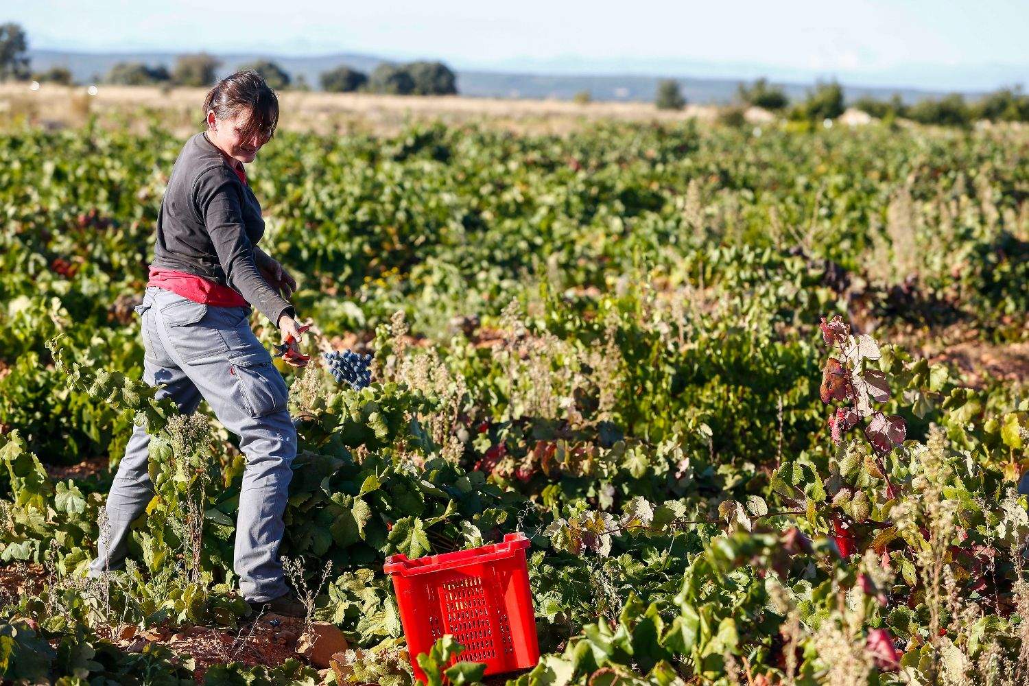 Vendimia en los viñedos de la bodega Fuentes del Silencio situada en Herreros de Jamuz (León) | Campillo / ICAL
