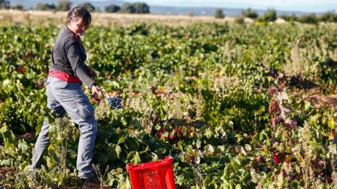 La DO León cierra una vendimia "de gran calidad" con más de tres millones de kilos de uva | Campillo / ICAL