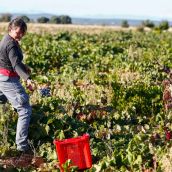La DO León cierra una vendimia "de gran calidad" con más de tres millones de kilos de uva | Campillo / ICAL