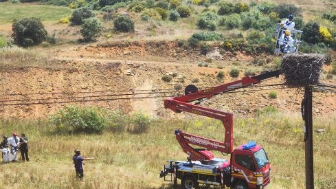 Investigan la muerte de varias cigüeñas blancas tiroteadas en sus nidos de Villaobispo de los Oteros (León)
