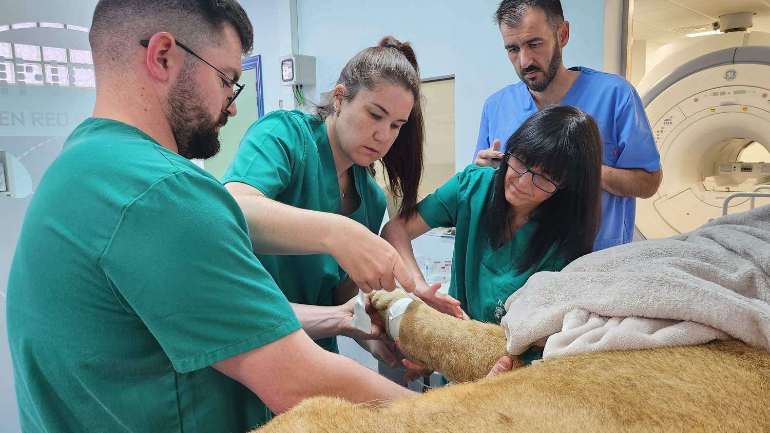 Hospital Veterinario ULE Leones de Cabarceno (3)