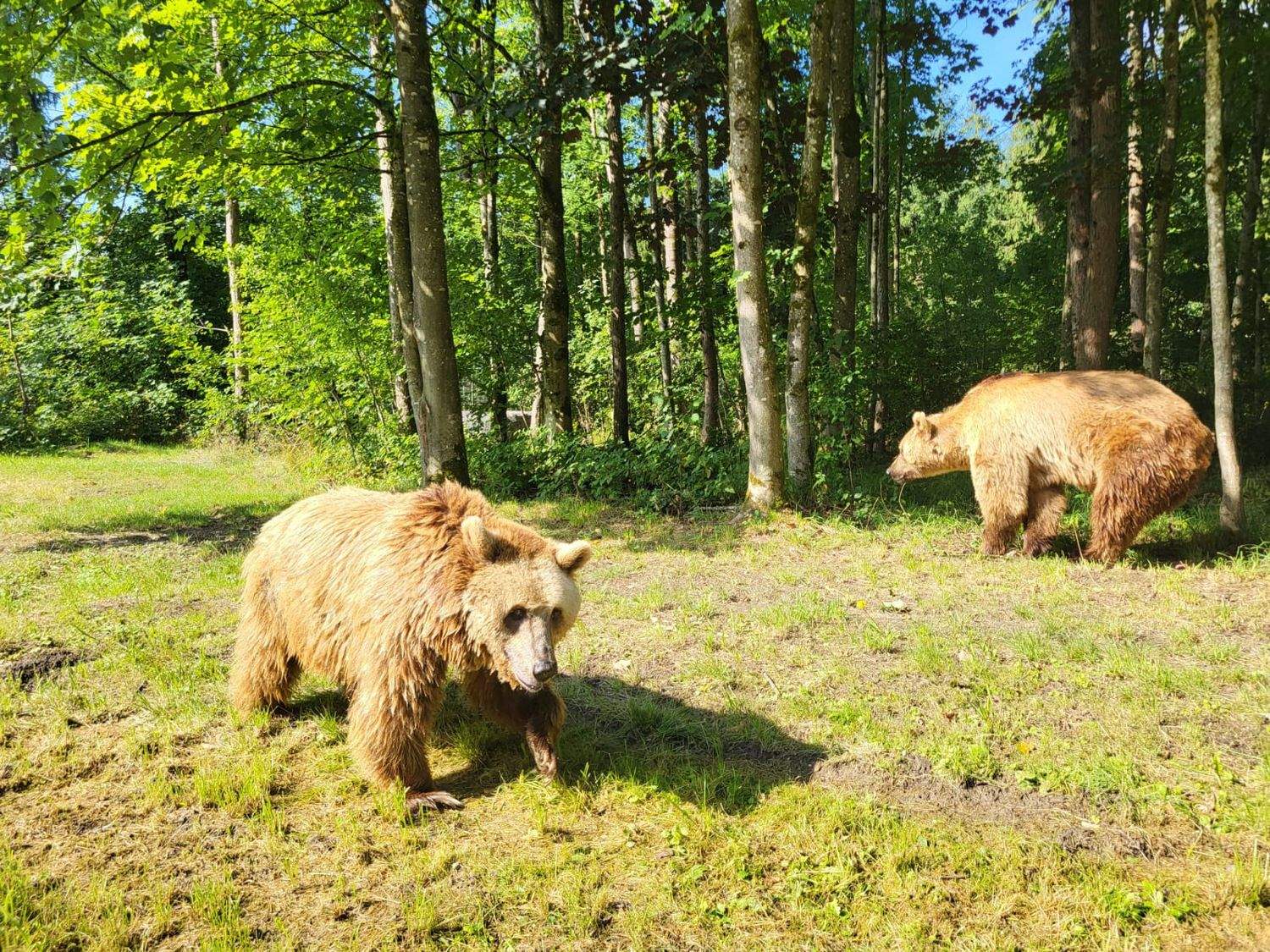 Luna y Ponderoso comienzan su adaptación en un santuario de Alemania tras completar con éxito su traslado desde León