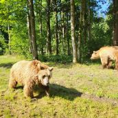 Luna y Ponderoso comienzan su adaptación en un santuario de Alemania tras completar con éxito su traslado desde León | Partido Animalista PACMA y Fundación FAADA.