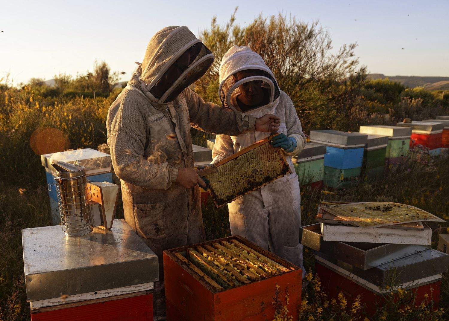 Miel La Cazurra brilla en los Great Taste 2025 con cuatro estrellas Miel La Cazurra brilla en los Great Taste 2025 con cuatro estrellas