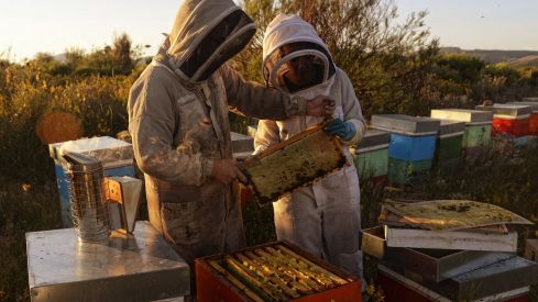 Miel La Cazurra brilla en los Great Taste 2025 con cuatro estrellas