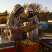 Miel La Cazurra brilla en los Great Taste 2025 con cuatro estrellas