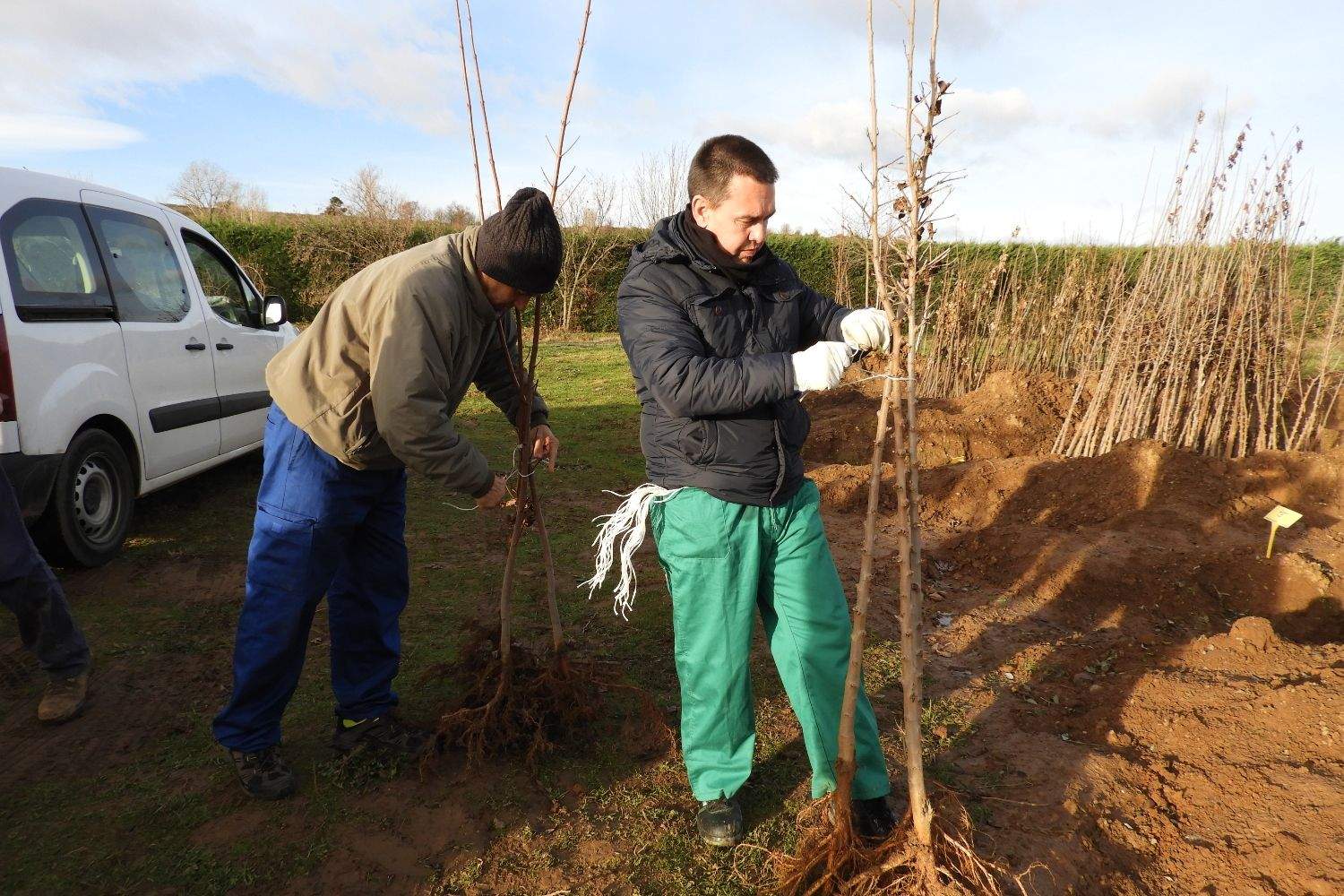 La Diputación de León lanza una campaña para transformar los pueblos con árboles y plantas ornamentales