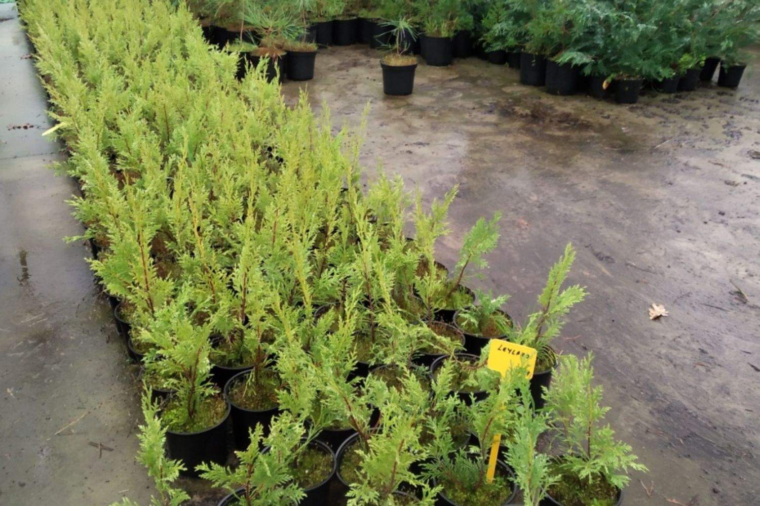 vivero diputacion de leon (1) vivero diputacion de leon (1)