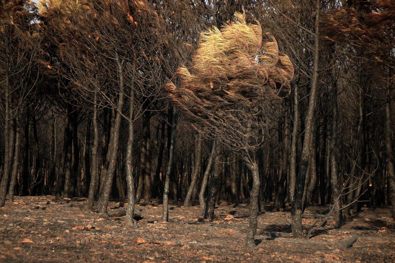 Consecuencias del incendio forestal de Molezuelas de la Carballeda (Zamora) en Herreros de Jamuz (León) | Peio García / ICAL