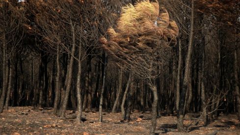 Consecuencias del incendio forestal de Molezuelas de la Carballeda (Zamora) en Herreros de Jamuz (León) | Peio García / ICAL