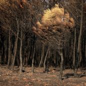 Consecuencias del incendio forestal de Molezuelas de la Carballeda (Zamora) en Herreros de Jamuz (León) | Peio García / ICAL