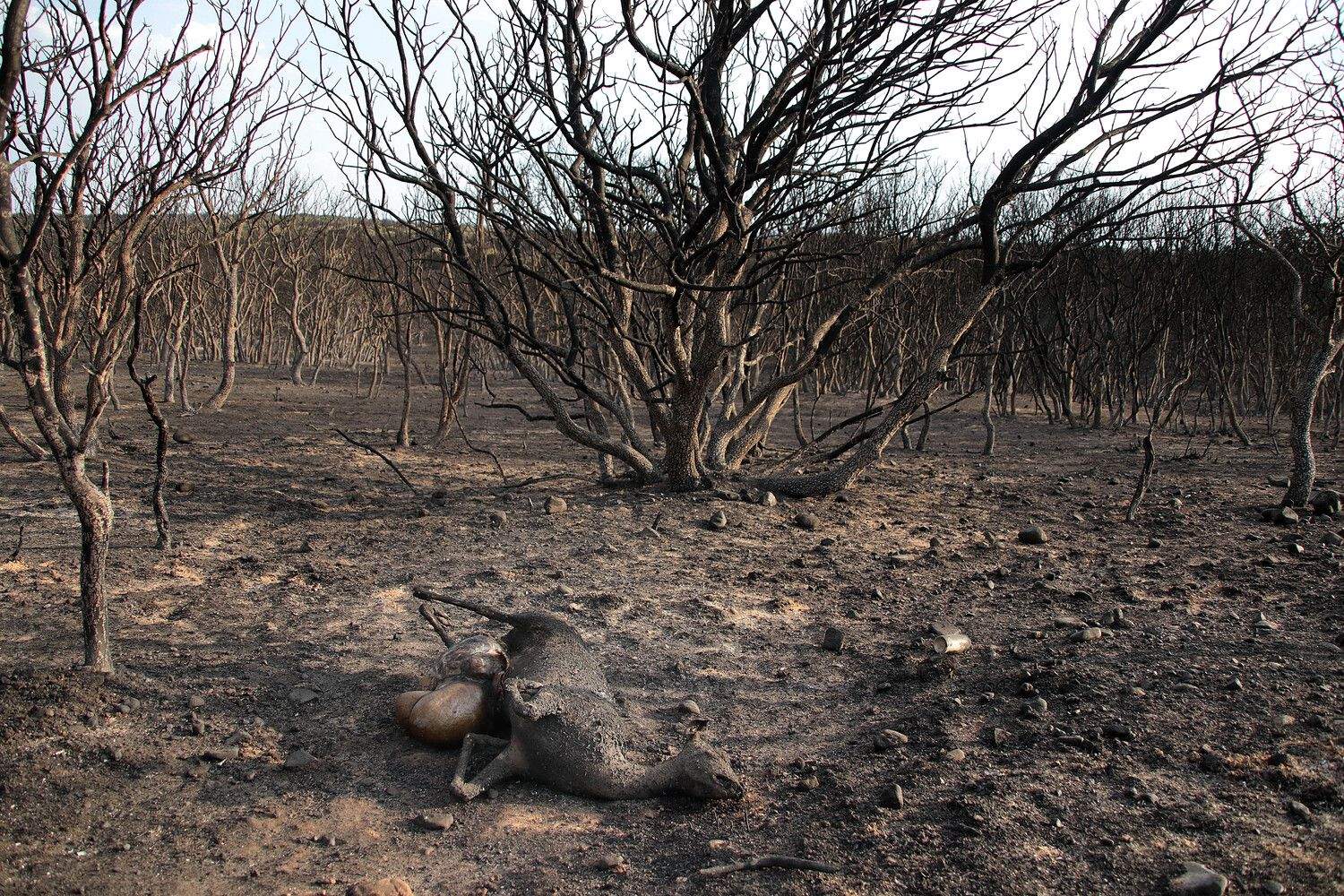 Agricultura aprueba ayudas directas a 460 agricultores y ganaderos afectados por los grandes incendios forestales| Peio García / ICAL