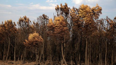 Stop incendios del Noroeste exige "no intensificar el negocio privado sobre las cenizas de la catástrofe" | Peio García / ICAL
