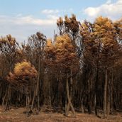 Stop incendios del Noroeste exige "no intensificar el negocio privado sobre las cenizas de la catástrofe" | Peio García / ICAL