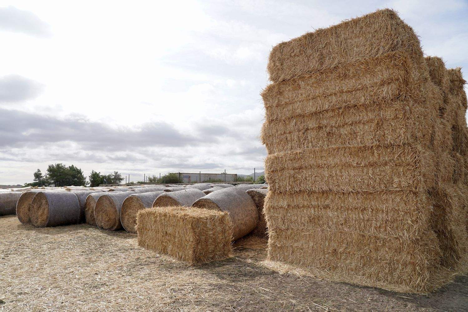 La consejera de Agricultura visita una ganadería de ovino afectada por los incendios en Chana de Somoza (León) | Campillo / ICAL