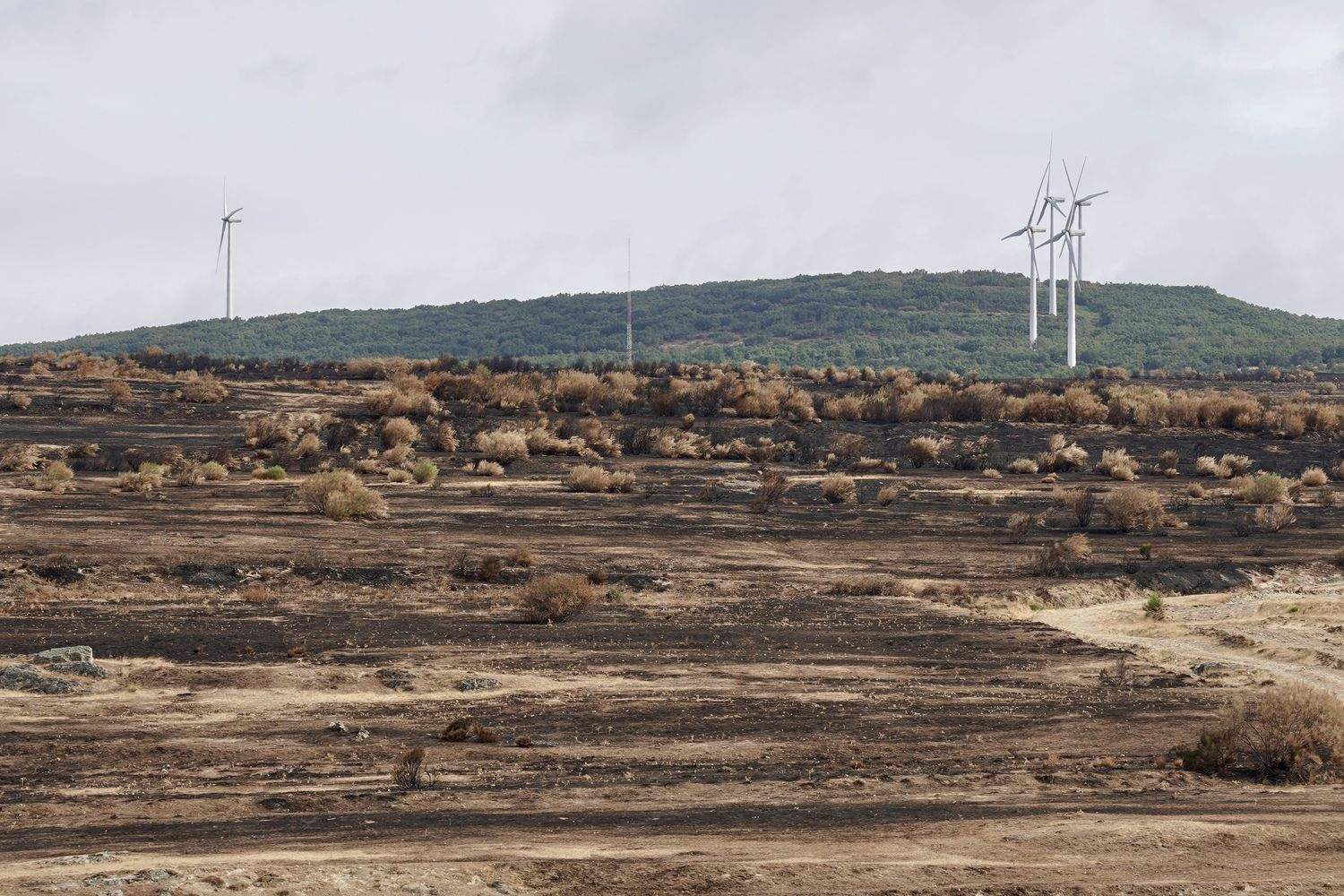 Zona afectada por los incendios en Chana de Somoza, en el municipio de Lucillo (León) | Campillo / ICAL