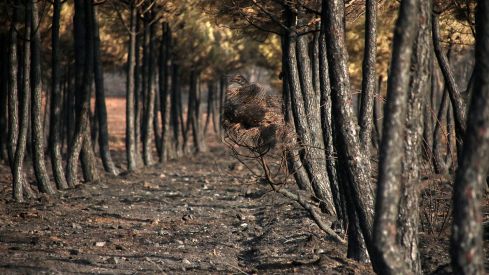 Cuatro municipios de la provincia de León se suman a la lista de afectados por los incendios de este verano