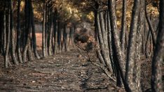 Cuatro municipios de la provincia de León se suman a la lista de afectados por los incendios de este verano