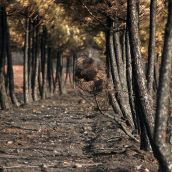 Cuatro municipios de la provincia de León se suman a la lista de afectados por los incendios de este verano