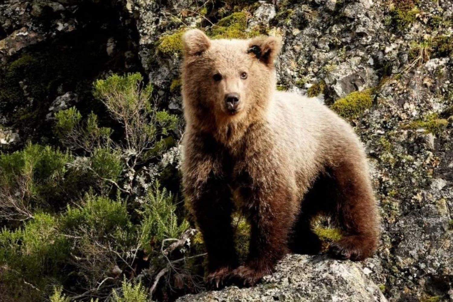 Barniedo, el oso que sobrevivió a dos incendios, reaparece en perfecto estado