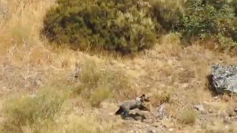 Barniedo, el oso que sobrevivió a dos incendios, reaparece en perfecto estado