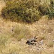 Barniedo, el oso que sobrevivió a dos incendios, reaparece en perfecto estado