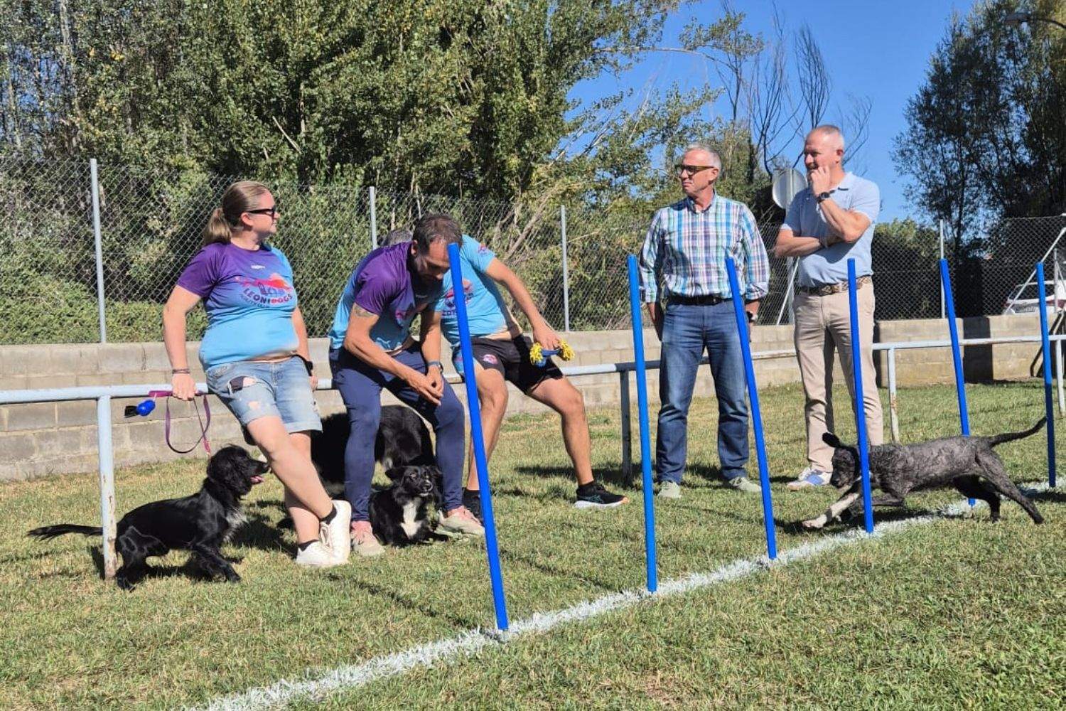 agility perros (1)
