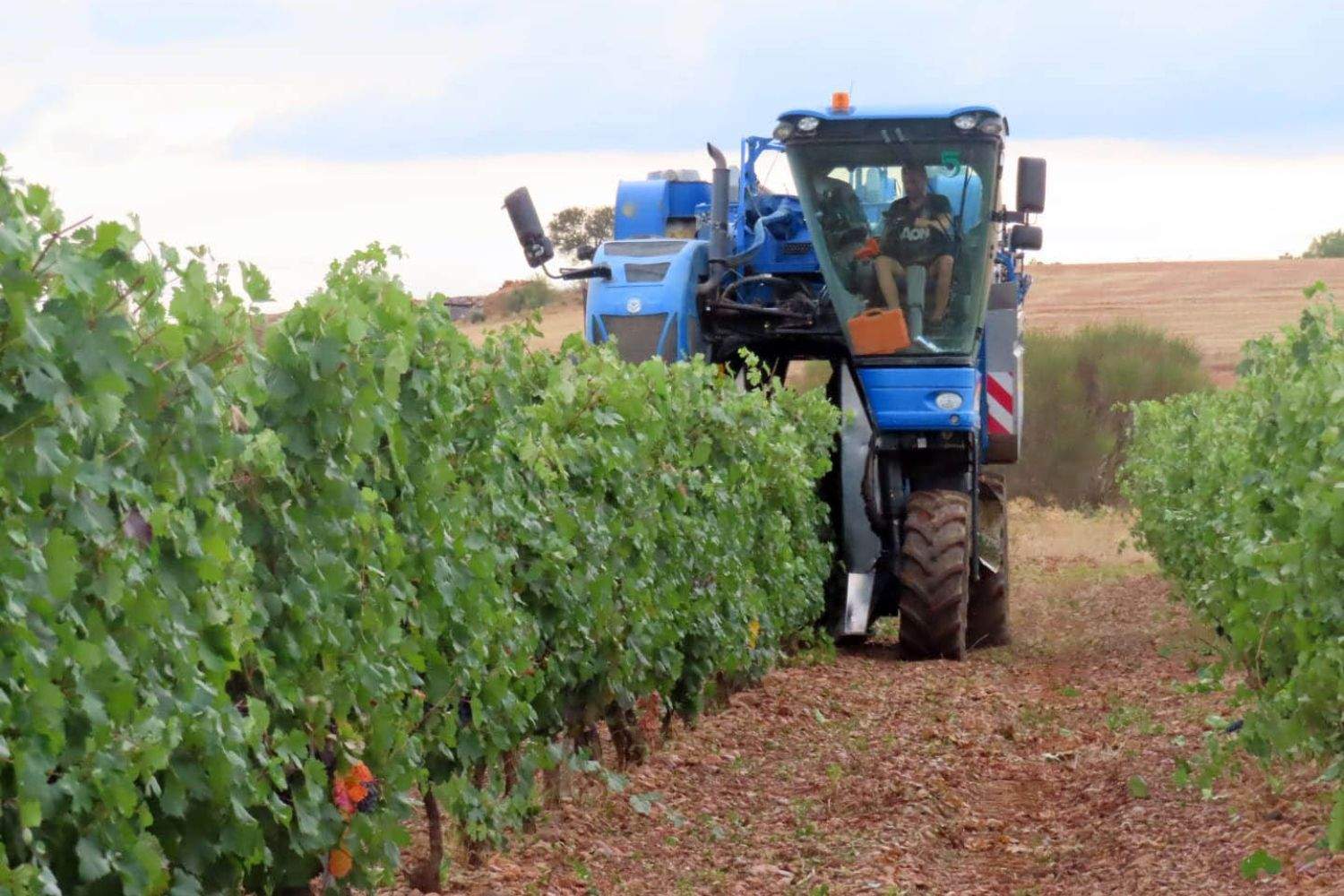 Gordoncillo (León) celebra la llegada del otoño con la Fiesta de la Vendimia y de la Cosecha | ICAL