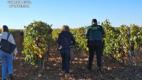 Localizan varios trabajadores sin documentación ni alta en la Seguridad Social durante la vendimia en León