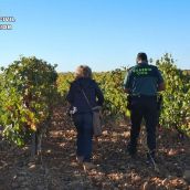 Localizan varios trabajadores sin documentación ni alta en la Seguridad Social durante la vendimia en León