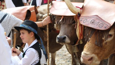 Carros Engalanados en las Fiestas de San Froilán de León | José Martín