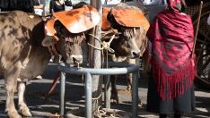 Carros Engalanados en las Fiestas de San Froilán de León | Peio García / ICAL