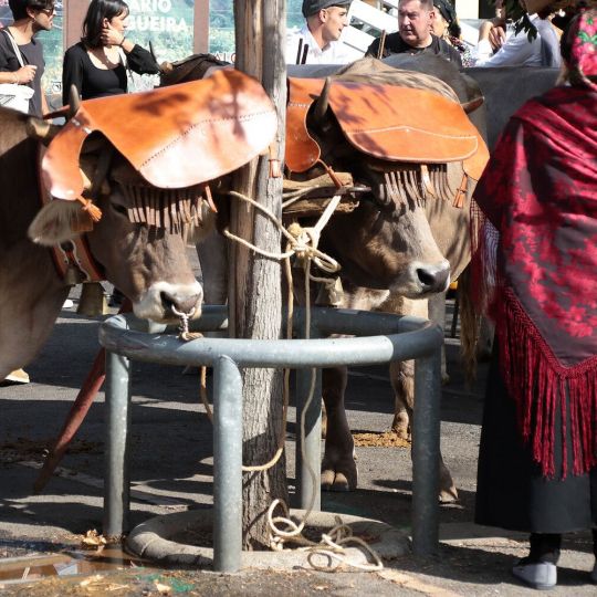 Carros Engalanados en las Fiestas de San Froilán de León | Peio García / ICAL