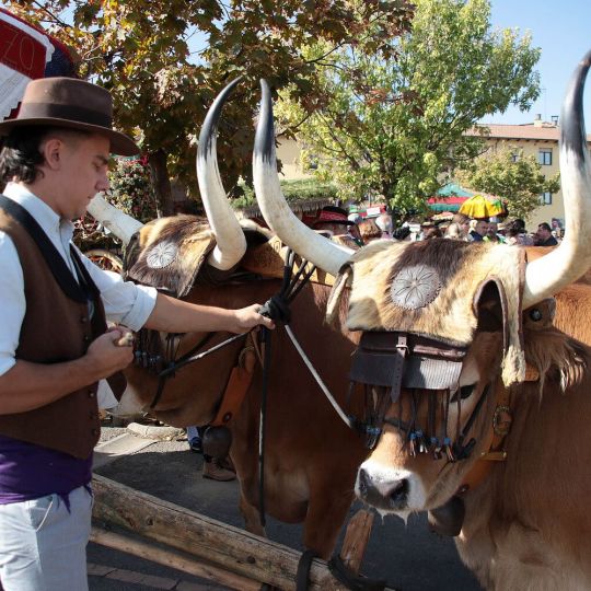 Trobajo del Camino recupera su carro engalanado para San Froilán y la romería de La Virgen del Camino | Peio García / ICAL
