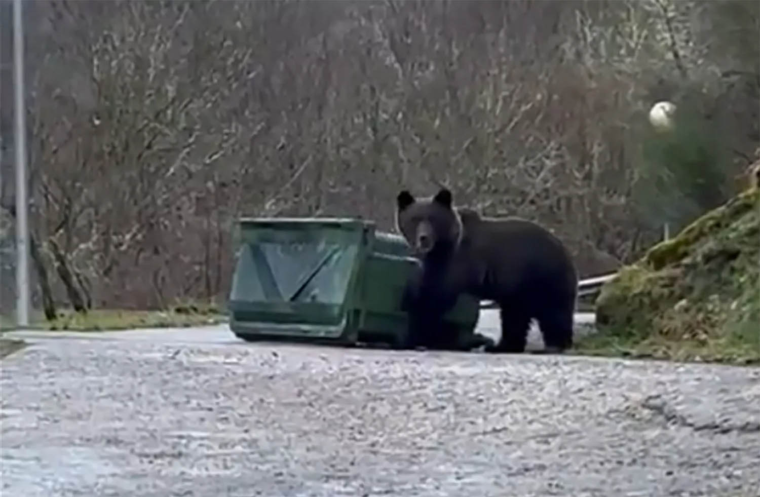 Un oso en Laciana buscando en un contenedor de basura